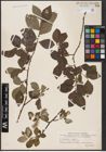 Foto von Salix aurita L. x Salix caprea L.